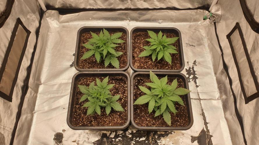 Jet Fuel Mandarine & Studio 54 Organic. Week 3 - day22