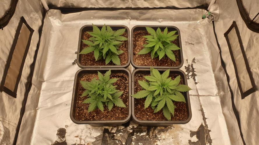 Jet Fuel Mandarine & Studio 54 Organic. Week 3 - day23