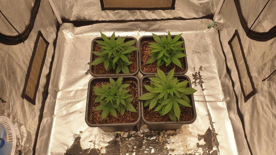 Jet Fuel Mandarine & Studio 54 Organic. Week 3 - day24