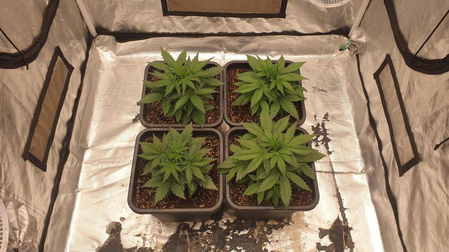 Jet Fuel Mandarine & Studio 54 Organic. Week 3 - day25