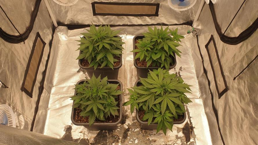 Jet Fuel Mandarine & Studio 54 Organic. Week 3 - day26
