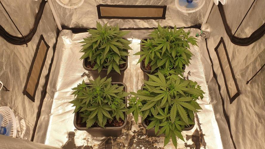 Jet Fuel Mandarine & Studio 54 Organic. Week 3 - day27
