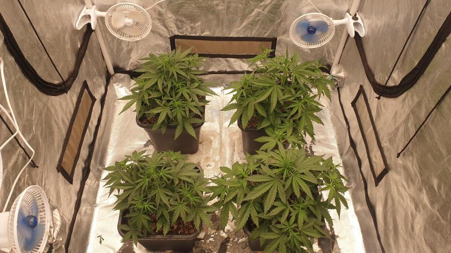 Jet Fuel Mandarine & Studio 54 Organic. Week 4 - day29