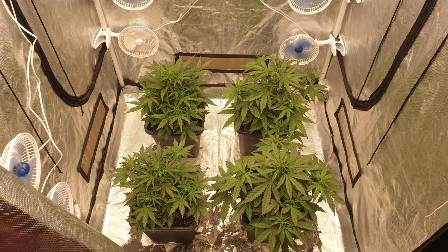 Jet Fuel Mandarine & Studio 54 Organic. Week 4 - day30