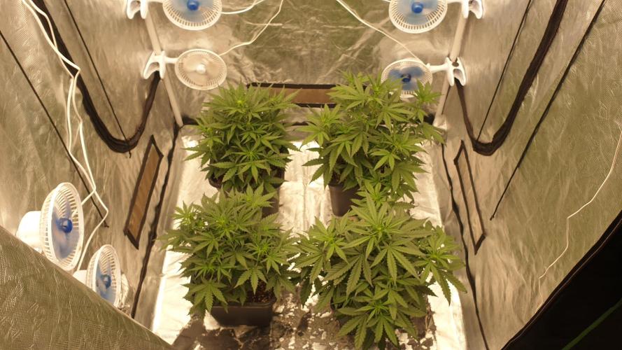 Jet Fuel Mandarine & Studio 54 Organic. Week 4 - day31