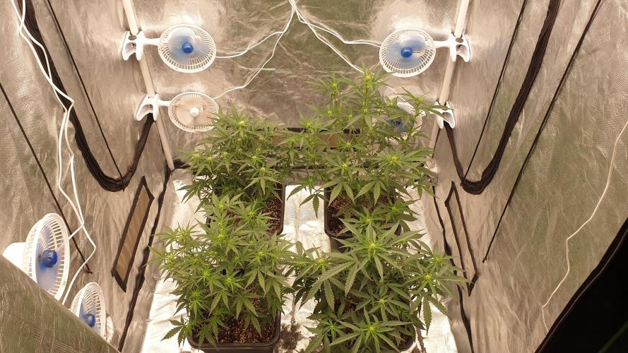 Jet Fuel Mandarine & Studio 54 Organic. Week 5 - day35