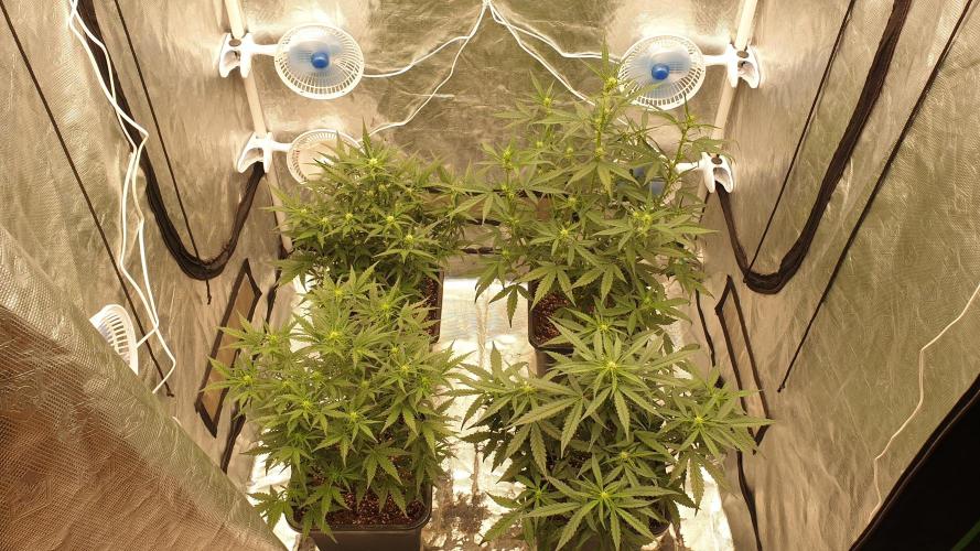 Jet Fuel Mandarine & Studio 54 Organic. Week 5 - day36