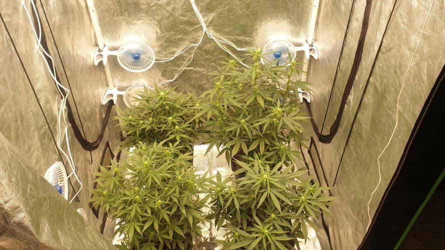 Jet Fuel Mandarine & Studio 54 Organic. Week 5 - day37