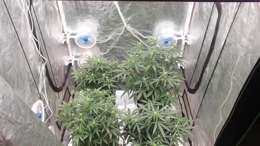 Jet Fuel Mandarine & Studio 54 Organic. Week 5 - day38