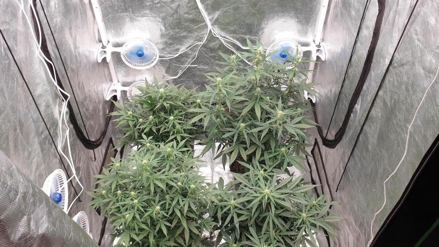 Jet Fuel Mandarine & Studio 54 Organic. Week 5 - day39