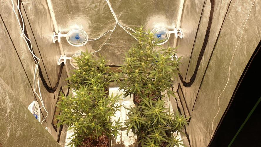 Jet Fuel Mandarine & Studio 54 Organic. Week 5 - day 40