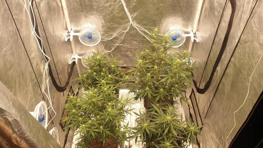 Jet Fuel Mandarine & Studio 54 Organic. Week 6 - day42