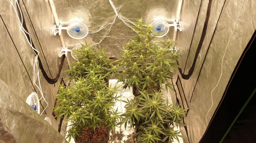 Jet Fuel Mandarine & Studio 54 Organic. Week 6 - day43
