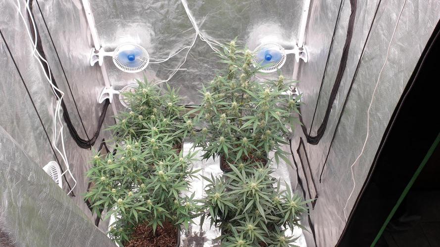Jet Fuel Mandarine & Studio 54 Organic. Week 6 - day44