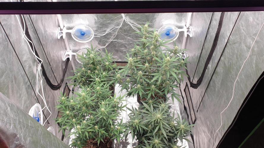 Jet Fuel Mandarine & Studio 54 Organic. Week 6 - day45