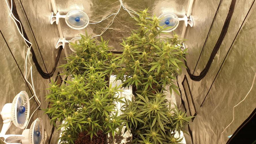 Jet Fuel Mandarine & Studio 54 Organic. Week 6 - day46