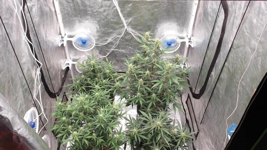 Jet Fuel Mandarine & Studio 54 Organic. Week 6 - day47