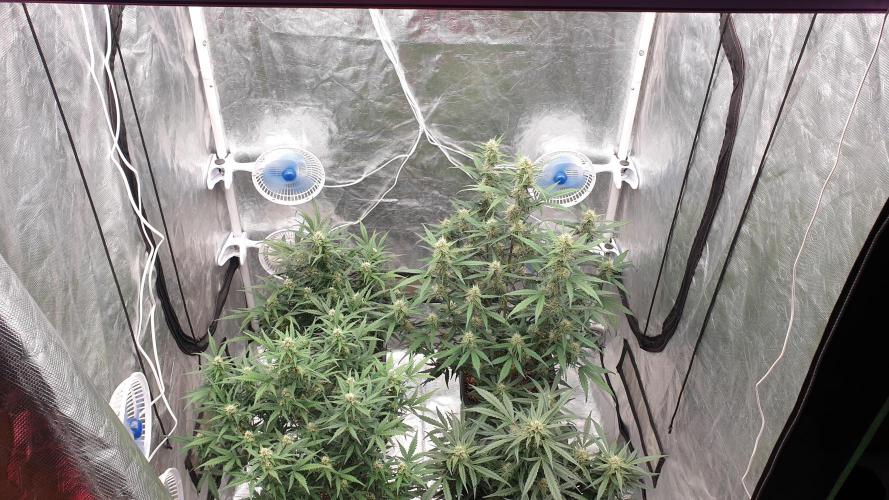 Jet Fuel Mandarine & Studio 54 Organic. Week 6 - day48