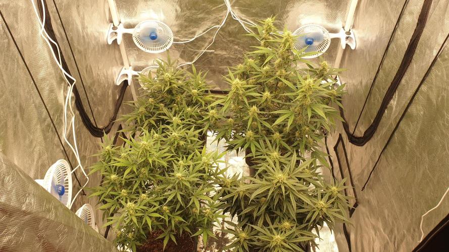 Jet Fuel Mandarine & Studio 54 Organic. Week 7 - day49
