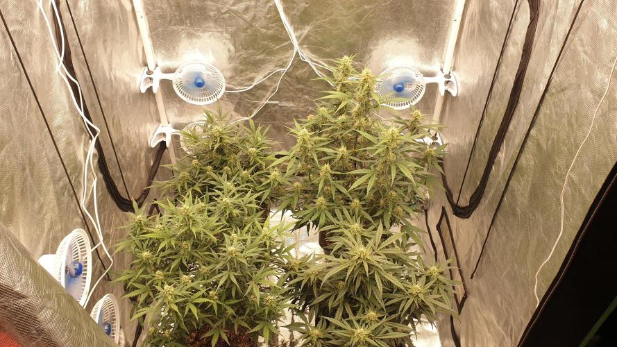 Jet Fuel Mandarine & Studio 54 Organic. Week 7 - day50
