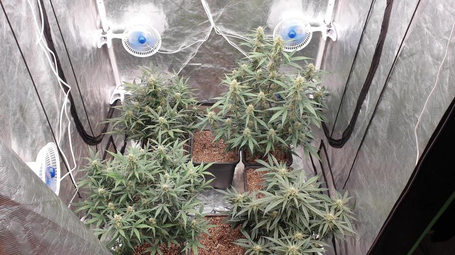 Jet Fuel Mandarine & Studio 54 Organic. Week 7 - day51