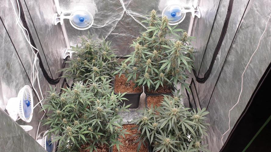 Jet Fuel Mandarine & Studio 54 Organic. Week 7 - day53