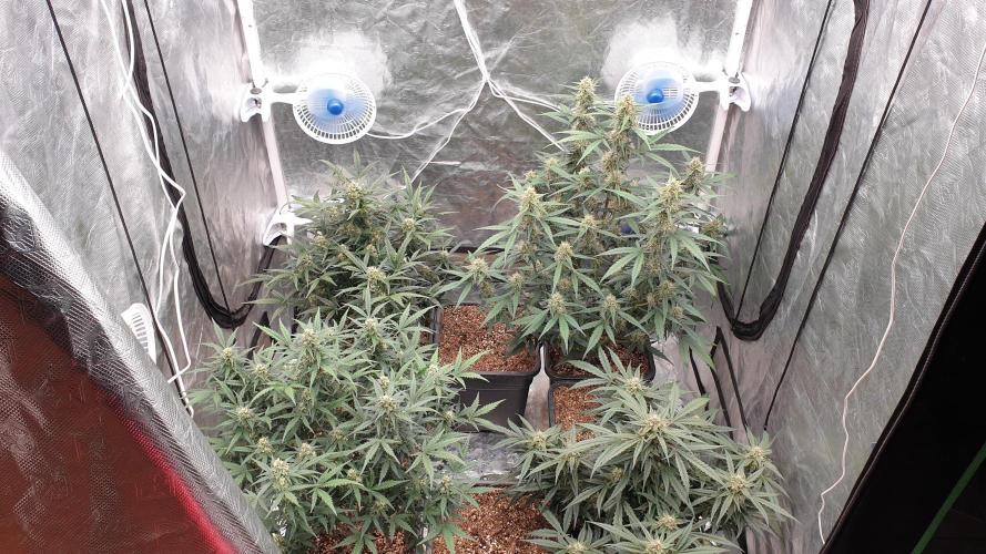 Jet Fuel Mandarine & Studio 54 Organic. Week 7 - day52