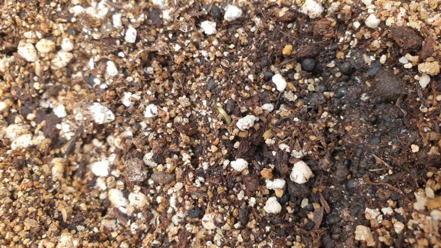 Lemonpaya Organic. Week 0 - day3