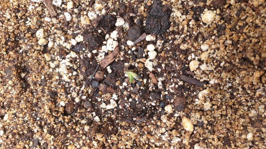 Lemonpaya Organic. Week 0 - day3