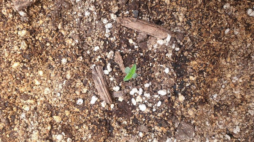 Lemonpaya Organic. Week 0 - day5