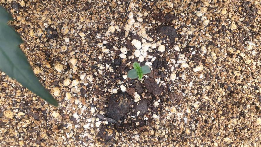 Lemonpaya Organic. Week 0 - day5