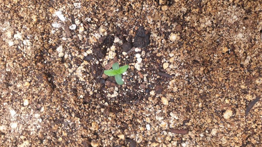 Lemonpaya Organic. Week 0 - day5