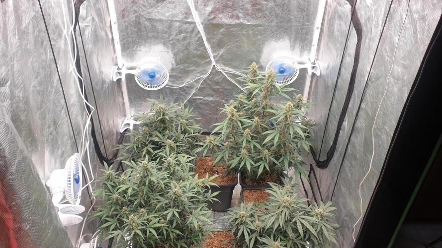 Jet Fuel Mandarine & Studio 54 Organic. Week 7 - day55