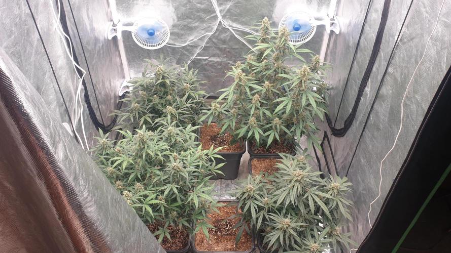 Jet Fuel Mandarine & Studio 54 Organic. Week 8 - day56