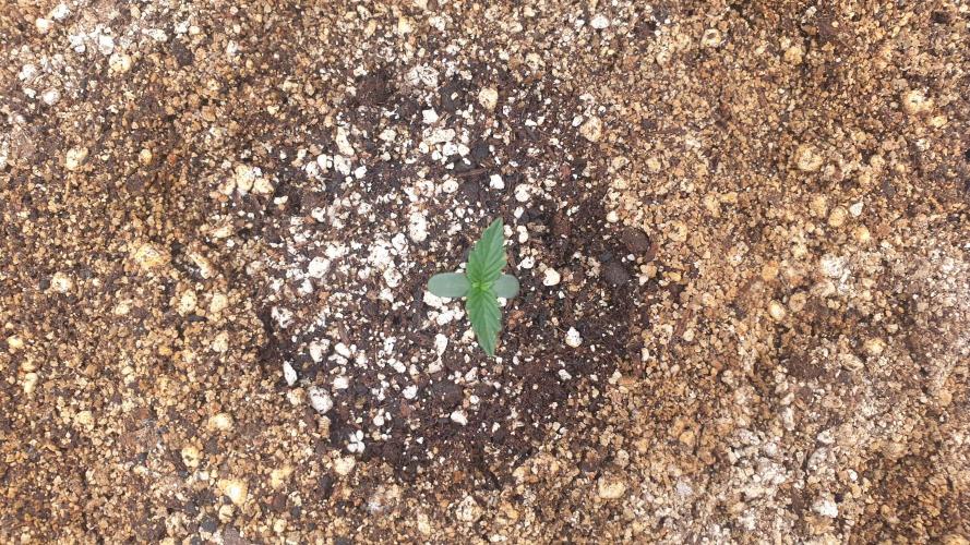 Lemonpaya Organic. Week 0 - day6