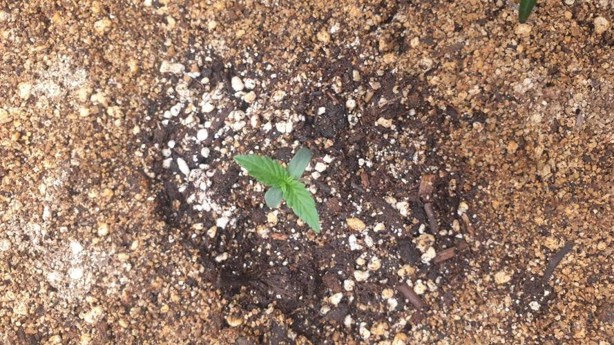 Lemonpaya Organic. Week 0 - day6