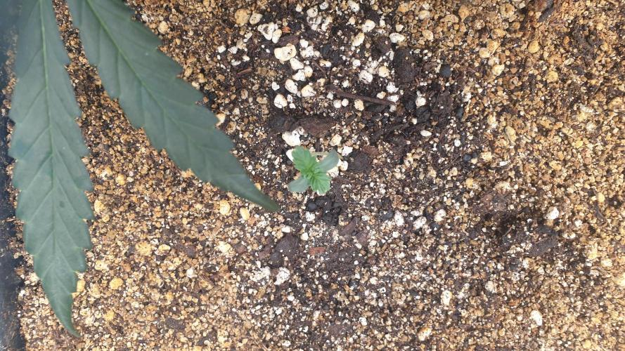 Lemonpaya Organic. Week 0 - day6