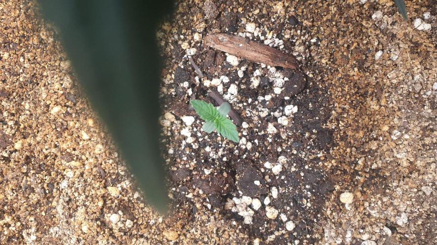 Lemonpaya Organic. Week 0 - day6