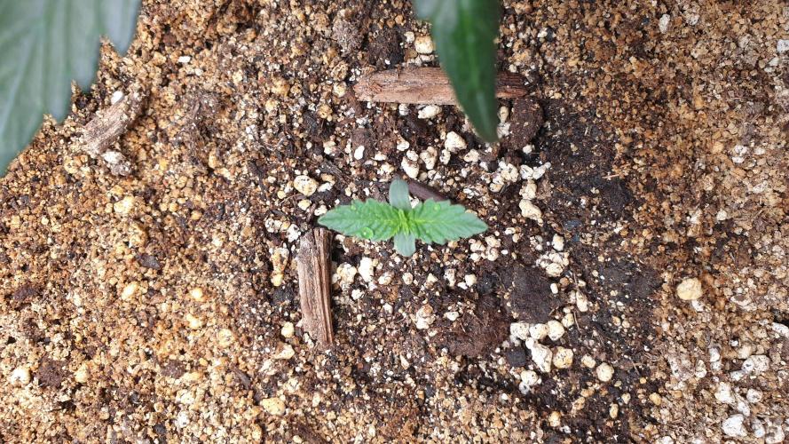 Lemonpaya Organic. Week 0 - day7