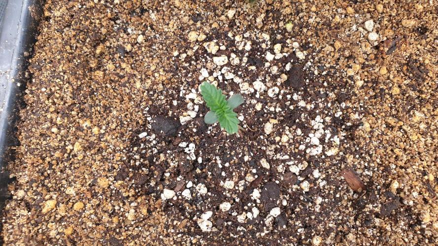 Lemonpaya Organic. Week 0 - day7