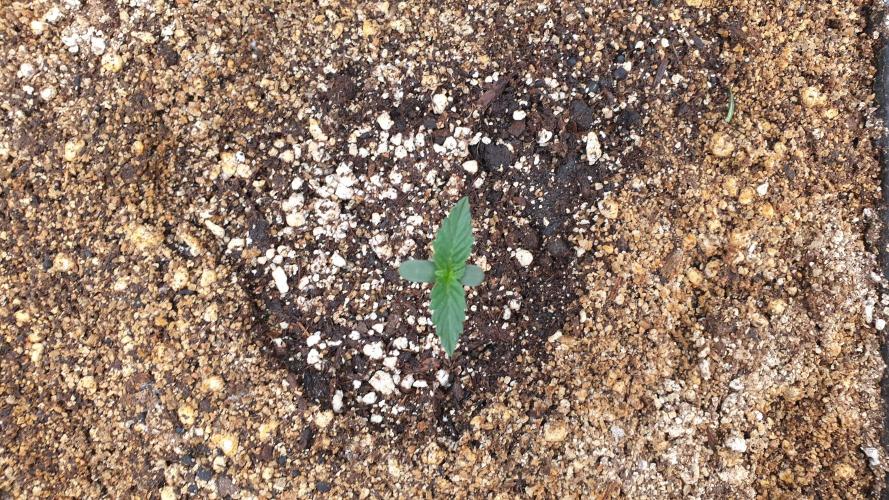 Lemonpaya Organic. Week 0 - day7