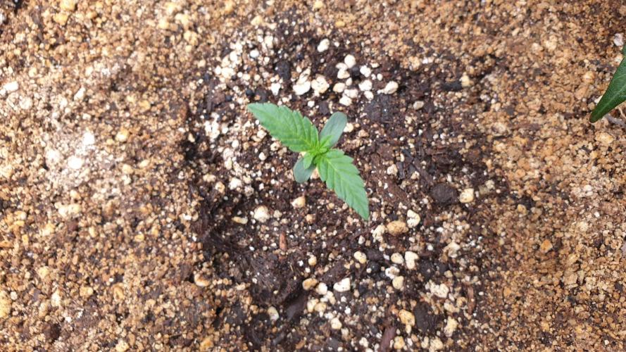 Lemonpaya Organic. Week 0 - day7