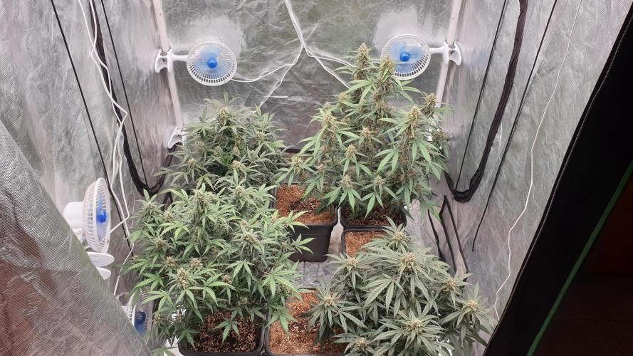 Jet Fuel Mandarine & Studio 54 Organic. Week 8 - day57