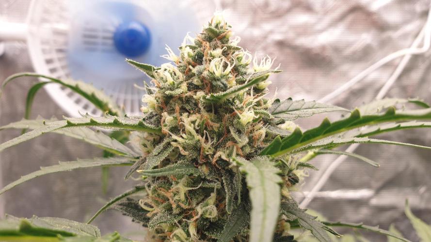 Jet Fuel Mandarine & Studio 54 Organic. Week 8 - jet fuel mandarine