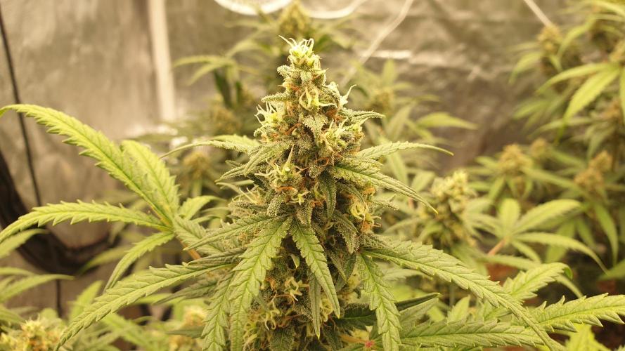 Jet Fuel Mandarine & Studio 54 Organic. Week 8 - jet fuel mandarine