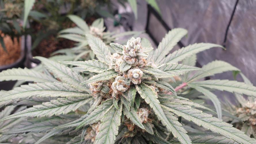 Jet Fuel Mandarine & Studio 54 Organic. Week 8 - studio 54