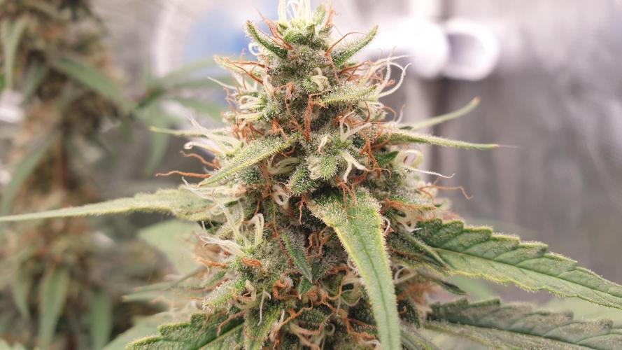 Jet Fuel Mandarine & Studio 54 Organic. Week 8 - studio 54