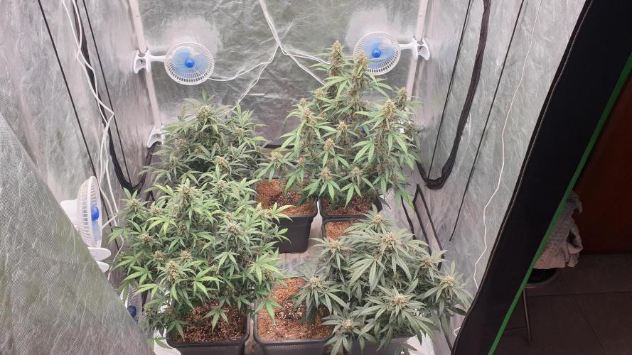 Jet Fuel Mandarine & Studio 54 Organic. Week 8 - day58