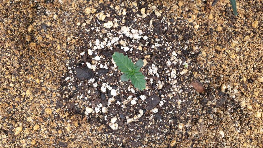 Lemonpaya Organic. Week 1 - day8