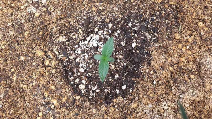 Lemonpaya Organic. Week 1 - day8